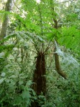 Cyathea thomsonii