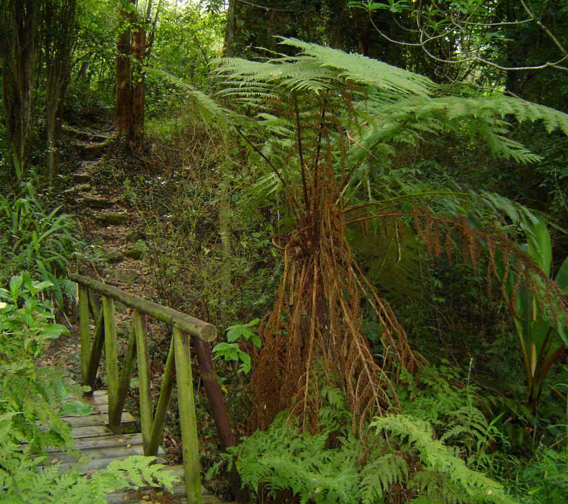 Cyathea thomsonii Cyathea thomsonii