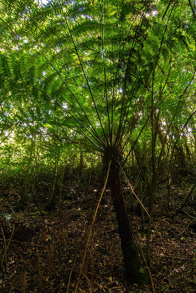 Cyathea thomsonii Cyathea thomsonii