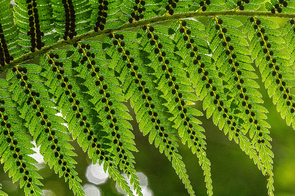 Cyathea thomsonii Cyathea thomsonii