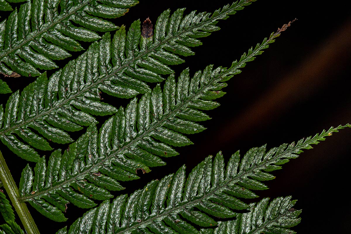 Cyathea thomsonii Cyathea thomsonii