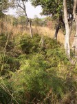 Pteridium aquilinum subsp. capense