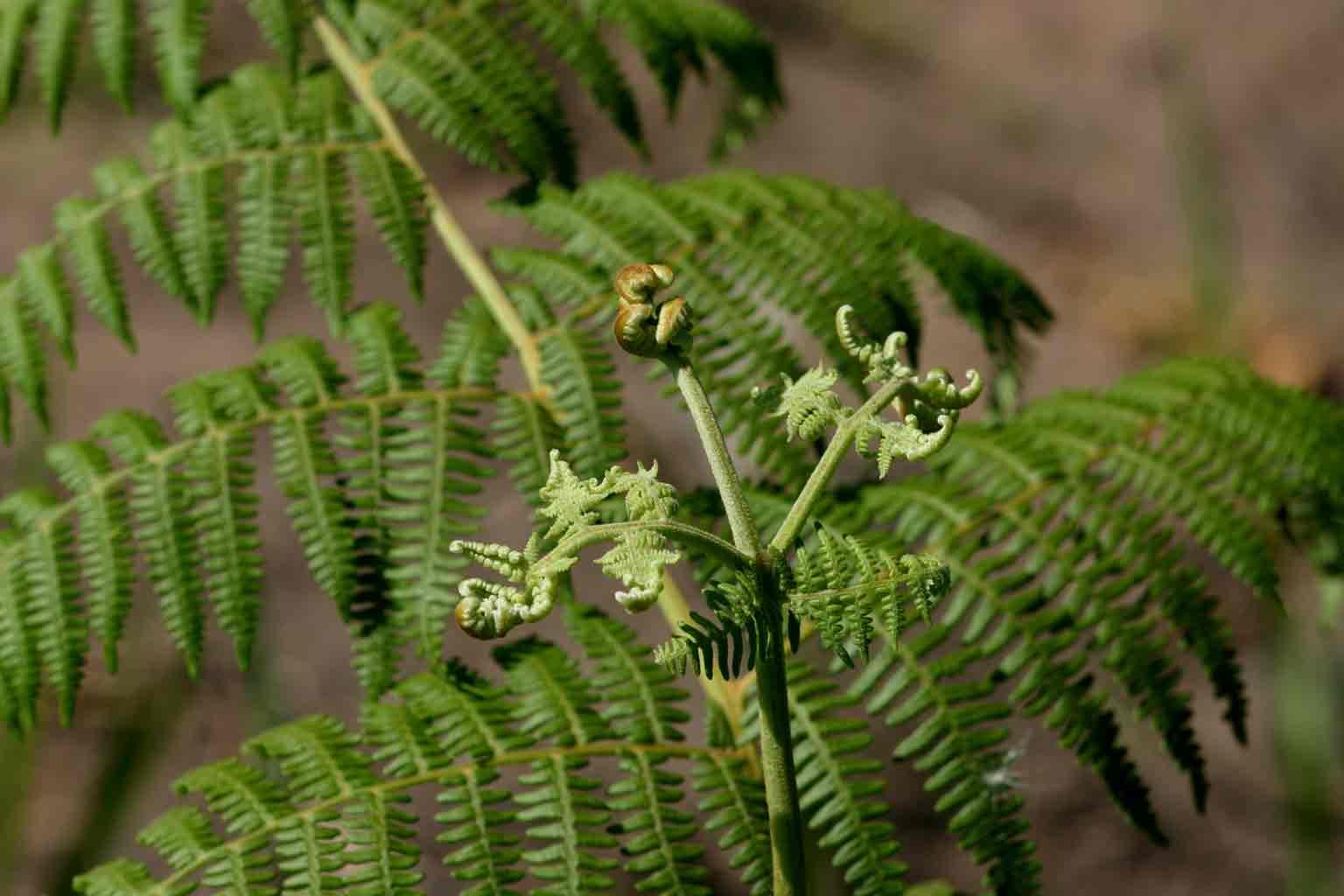 Pteridium aquilinum subsp. capense Pteridium aquilinum subsp. capense