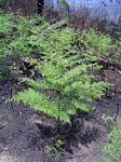 Pteridium aquilinum subsp. capense