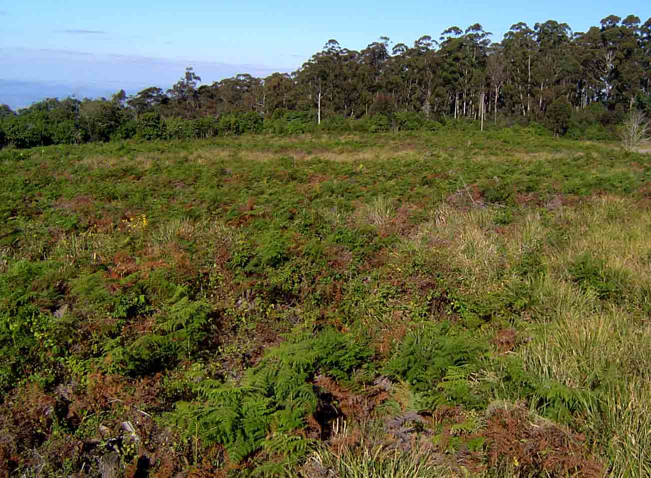 Pteridium aquilinum subsp. capense