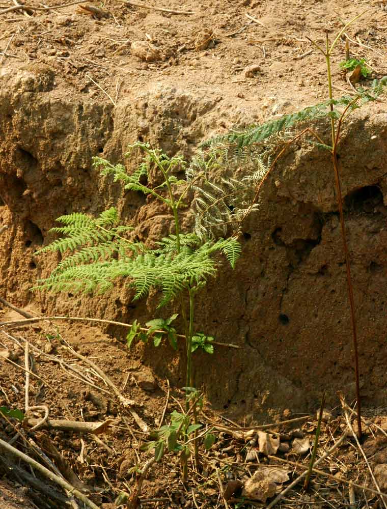 Pteridium aquilinum subsp. capense