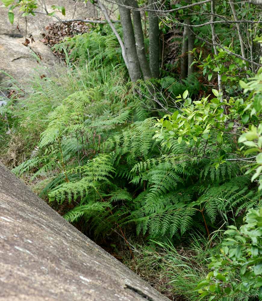 Pteridium aquilinum subsp. capense