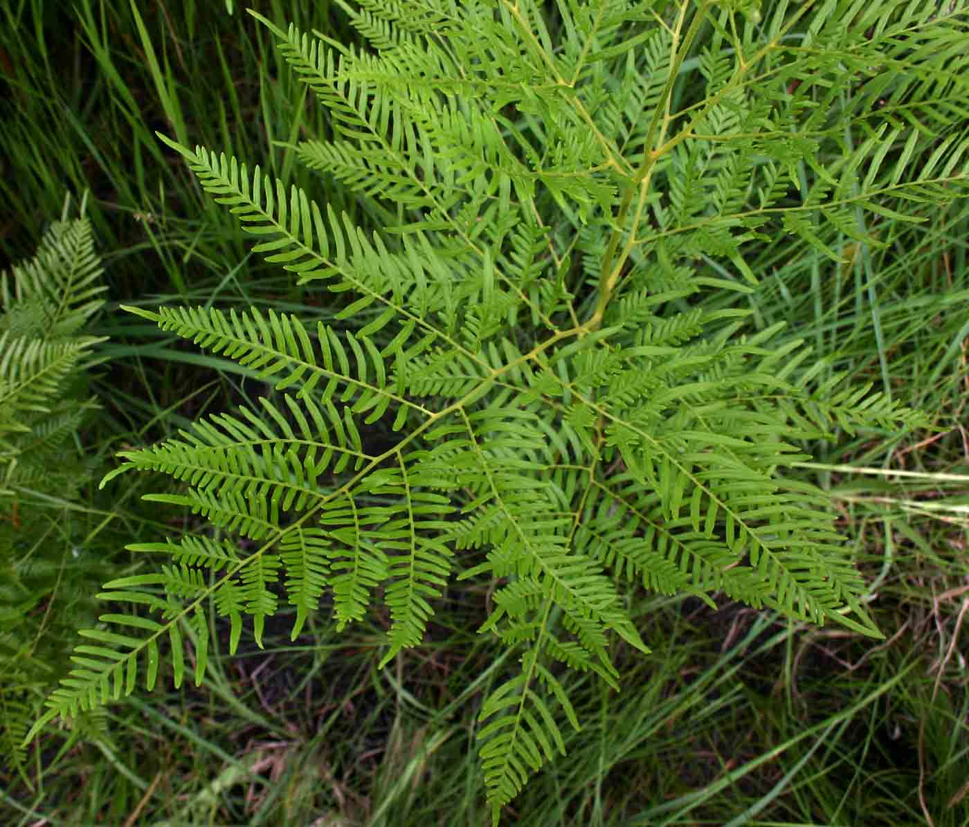 Pteridium aquilinum subsp. centrali-africanum Pteridium aquilinum subsp. centrali-africanum