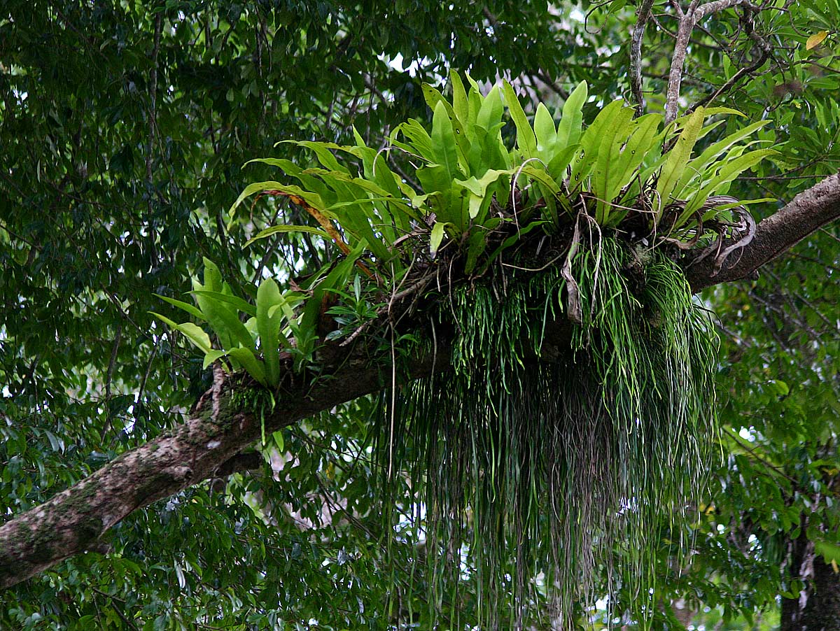 Microsorum punctatum Microsorum punctatum