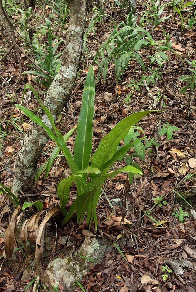 Microsorum punctatum Microsorum punctatum