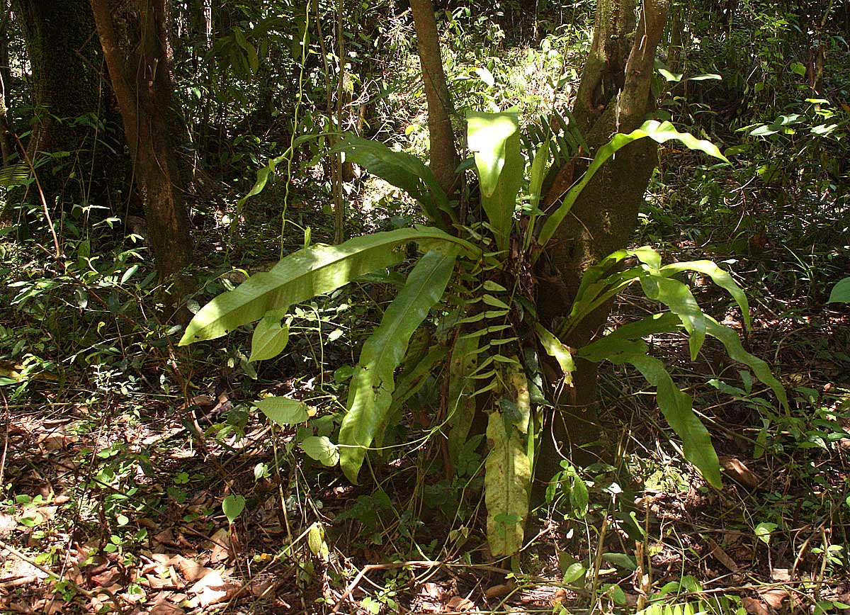 Microsorum punctatum Microsorum punctatum