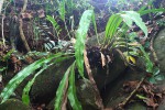 Microsorum punctatum