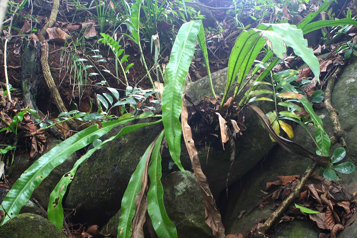 Microsorum punctatum Microsorum punctatum