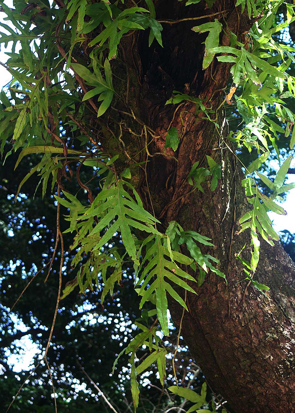 Microsorum scolopendria Microsorum scolopendria