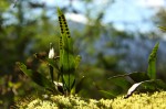 Pleopeltis macrocarpa