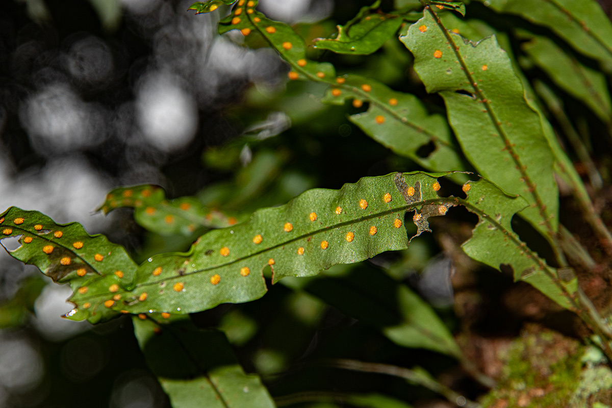 Pleopeltis macrocarpa Pleopeltis macrocarpa