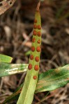 Pleopeltis macrocarpa