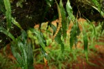 Pleopeltis macrocarpa