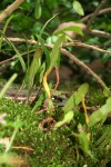 Pleopeltis macrocarpa