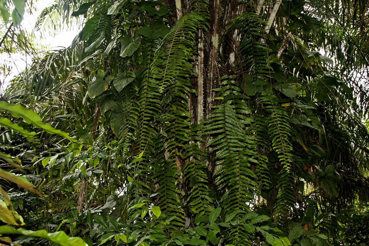 Nephrolepis biserrata