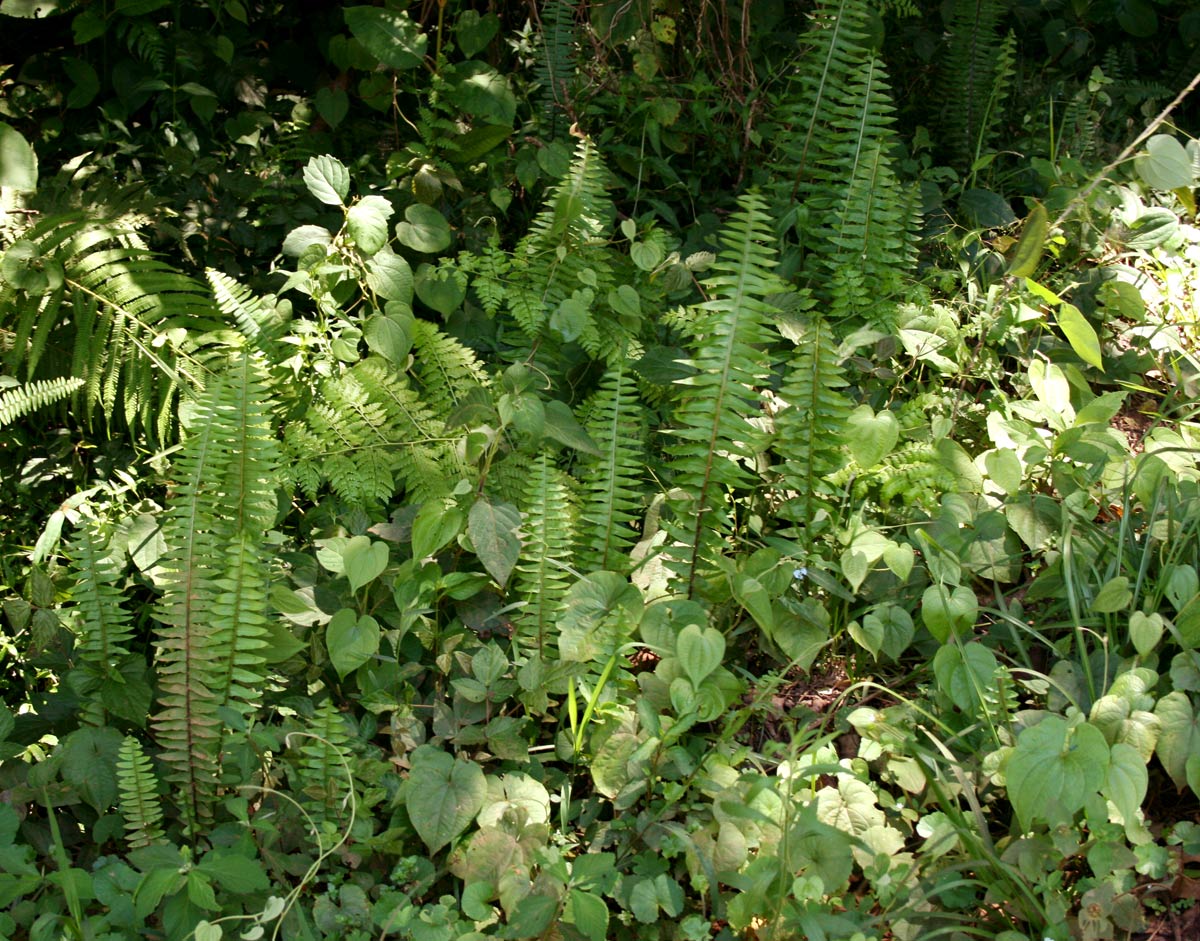 Nephrolepis undulata Nephrolepis undulata