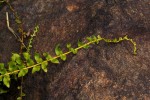 Ampelopteris prolifera