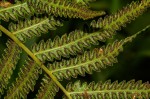 Cyclosorus interruptus