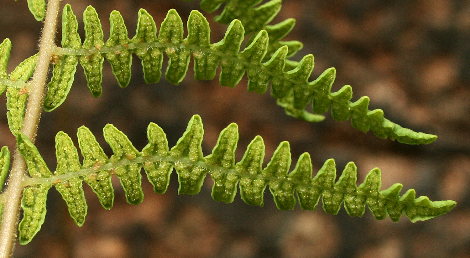 Thelypteris confluens