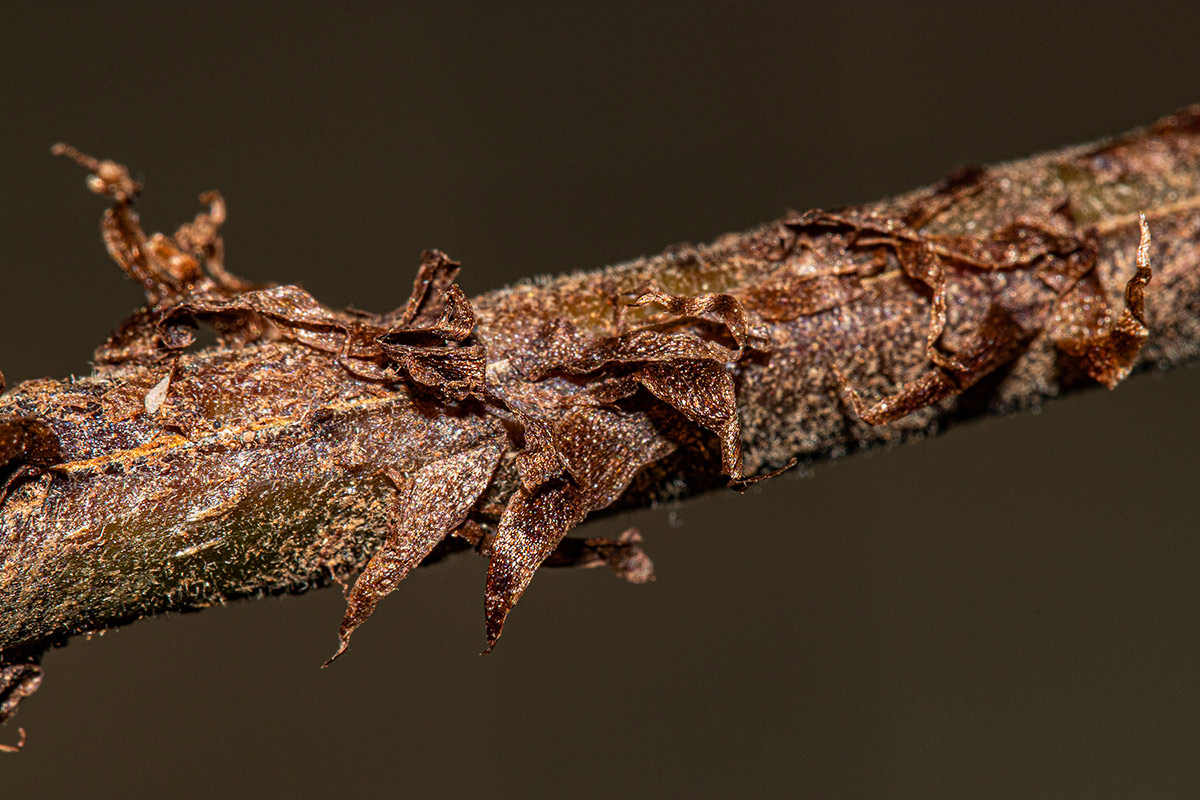 Christella gueintziana