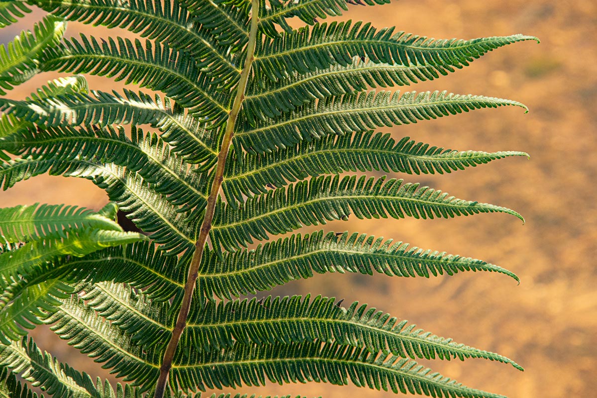 Christella gueintziana
