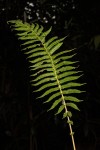 Christella gueintziana
