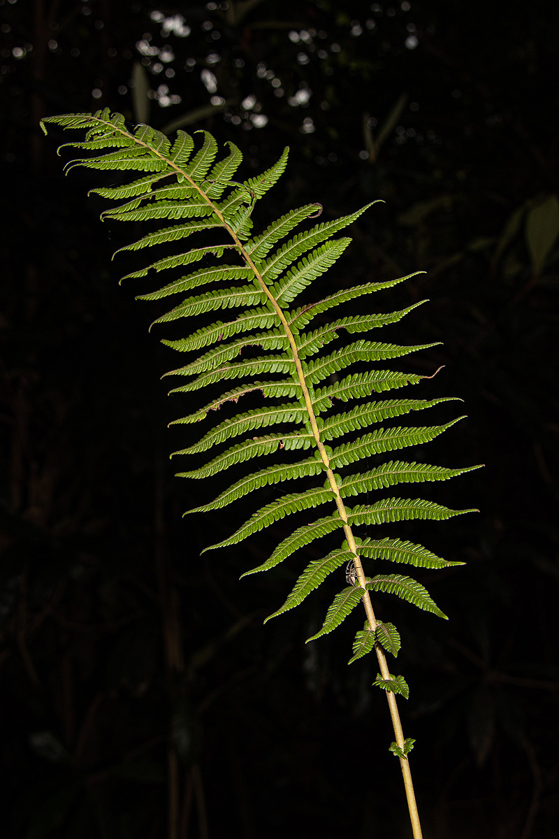 Christella gueintziana
