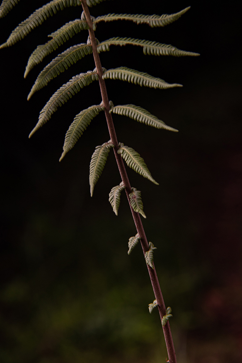 Christella gueintziana