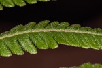 Christella gueintziana