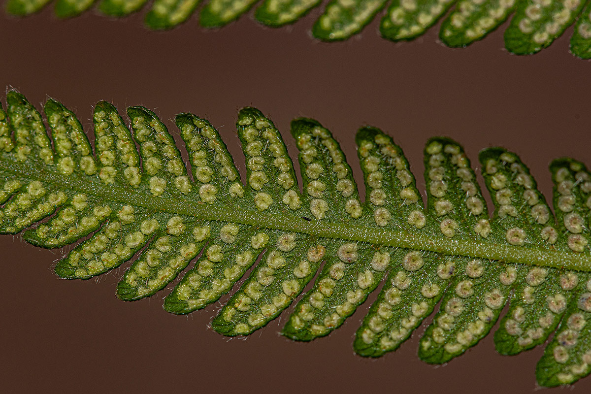 Christella gueintziana