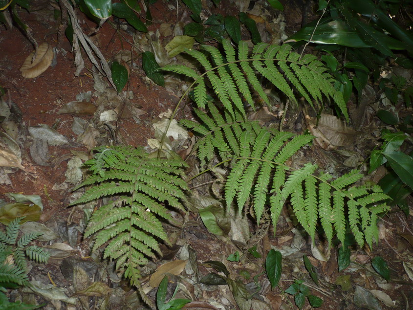 Christella hispidula