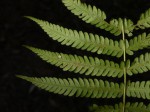 Christella hispidula