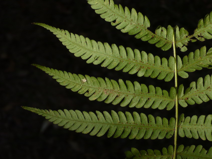 Christella hispidula