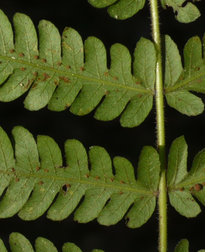 Christella hispidula