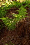 Dryopteris pentheri