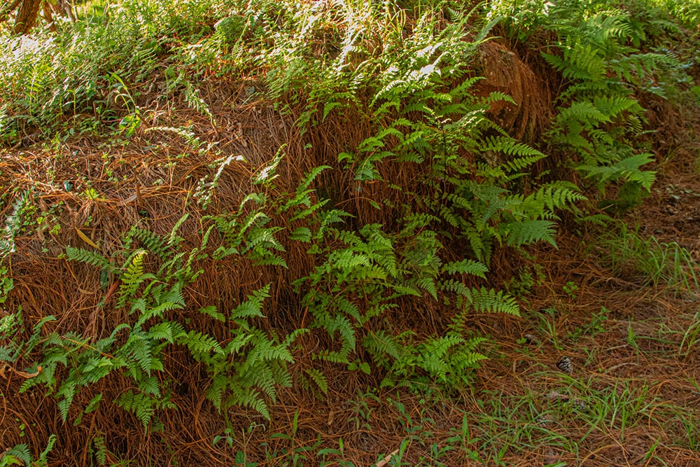 Athyrium schimperi