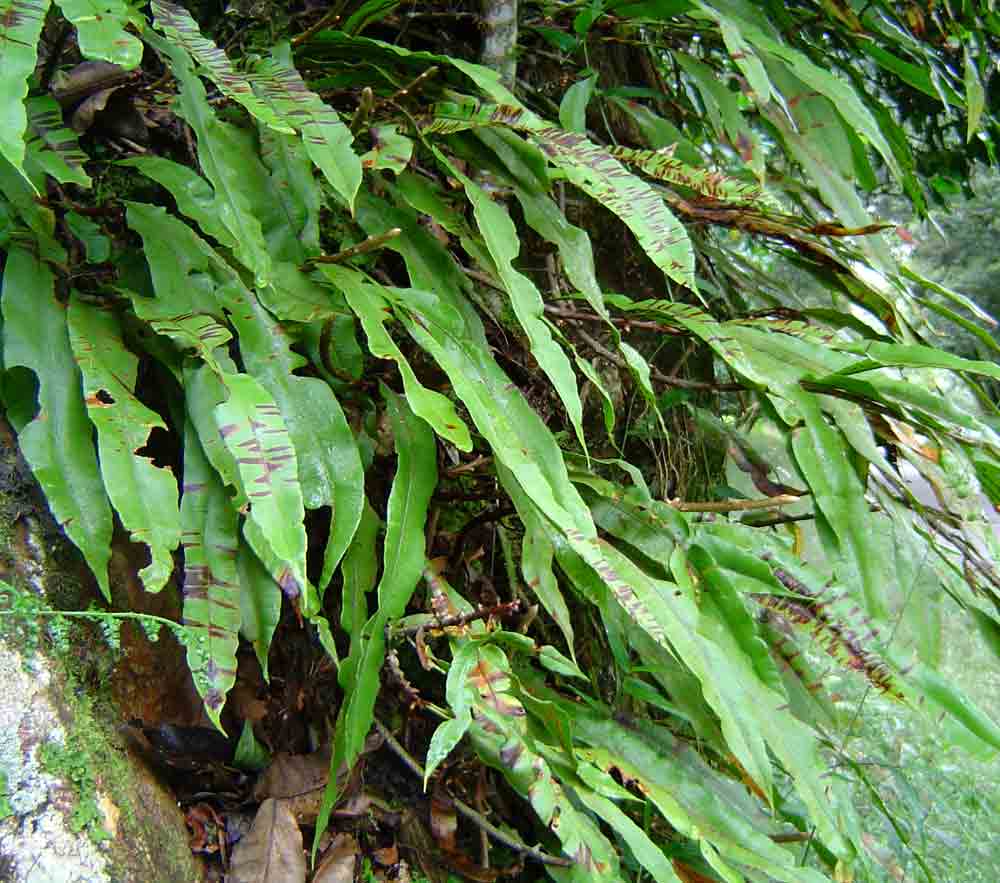 Oleandra distenta