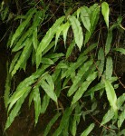 Oleandra distenta