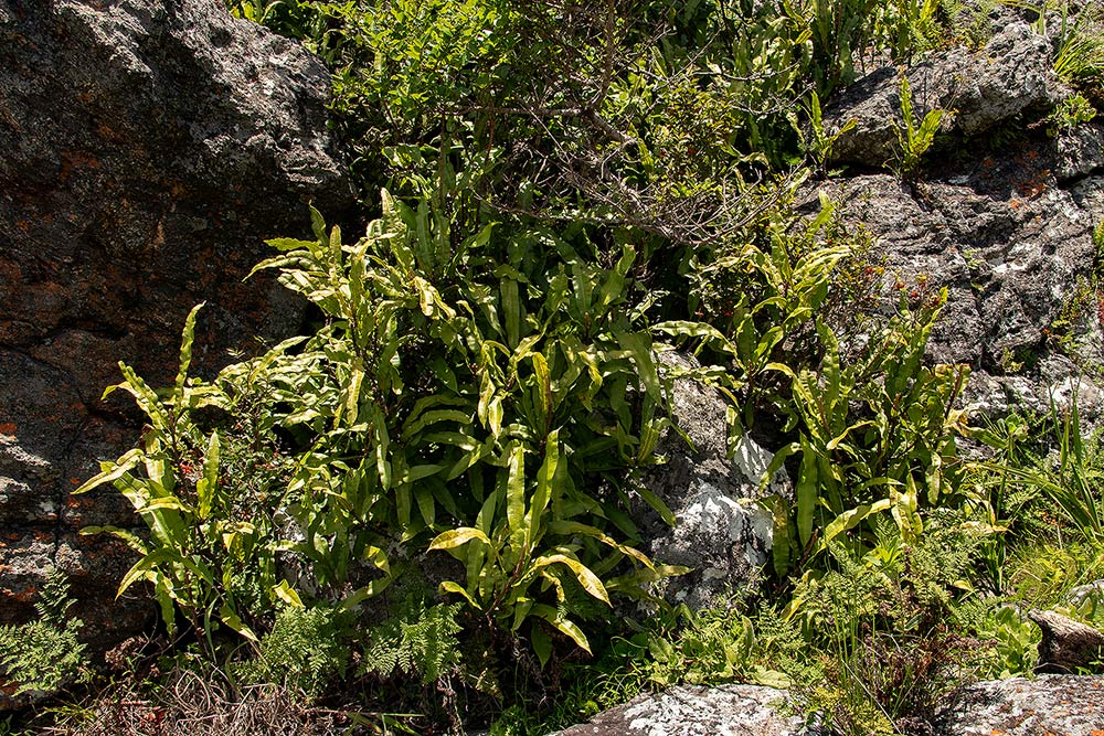 Oleandra distenta