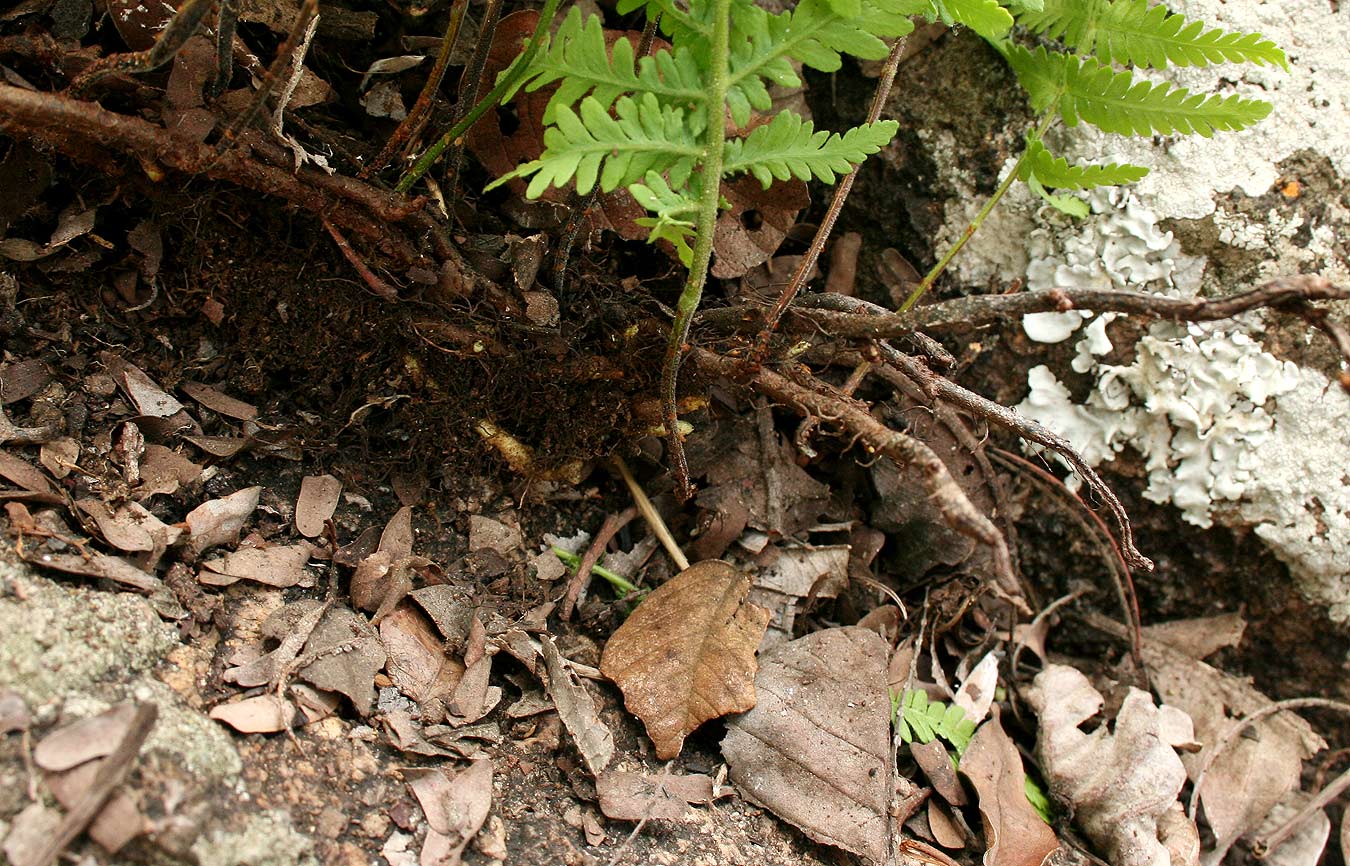 Arthropteris orientalis Arthropteris orientalis