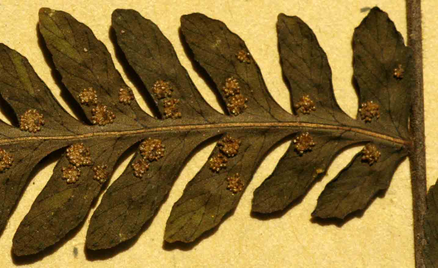 Arthropteris monocarpa Arthropteris monocarpa