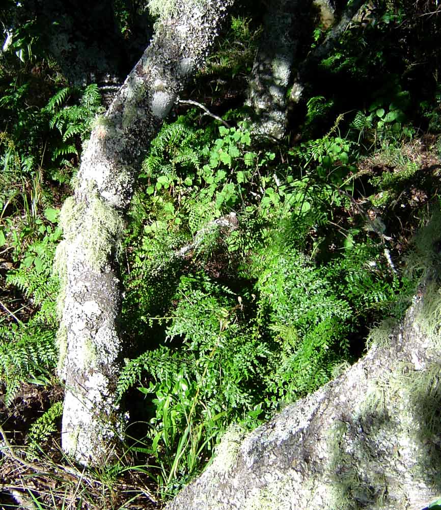 Asplenium aethiopicum Asplenium aethiopicum