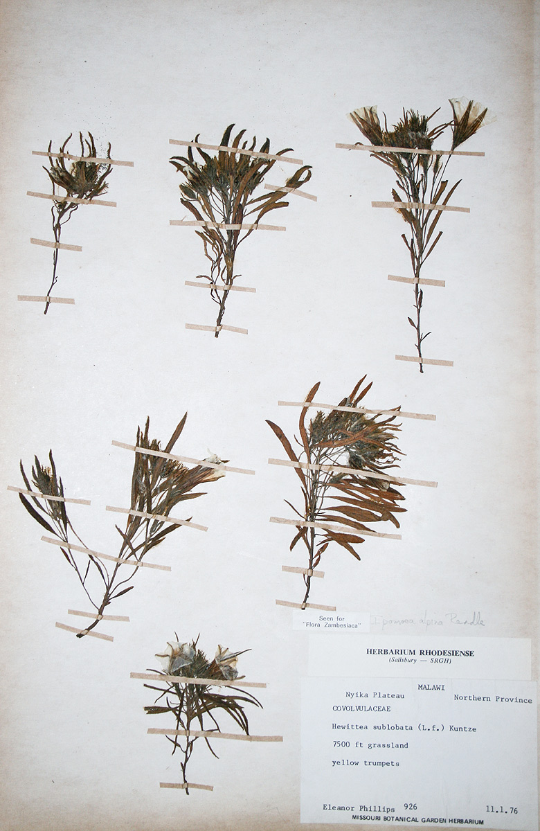 Ipomoea linosepala subsp. alpina Ipomoea linosepala subsp. alpina