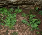 Asplenium cordatum