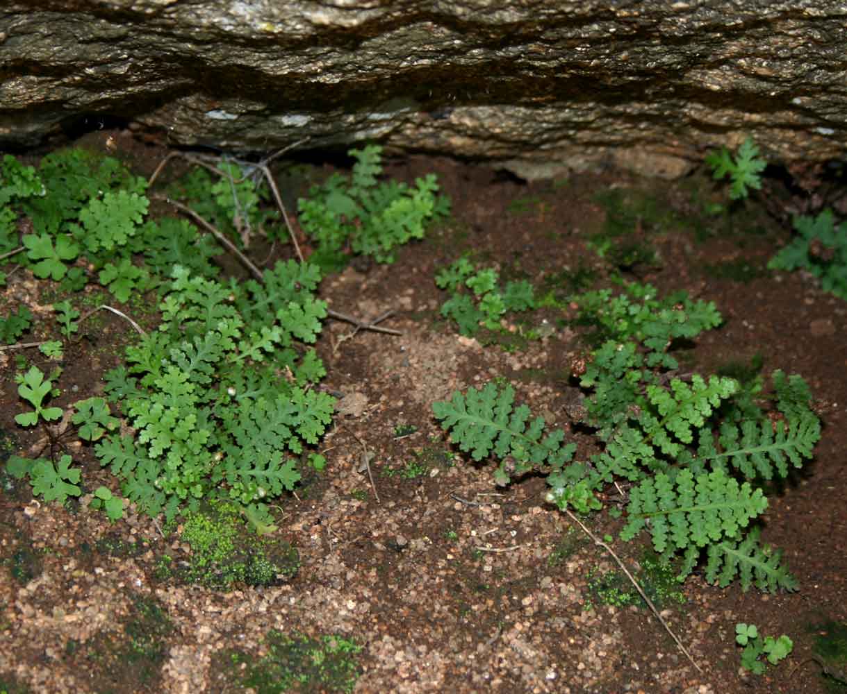 Asplenium cordatum Asplenium cordatum